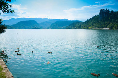 Ducks swimming in lake by mountains against sky