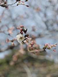 Close-up of insect on cherry blossom