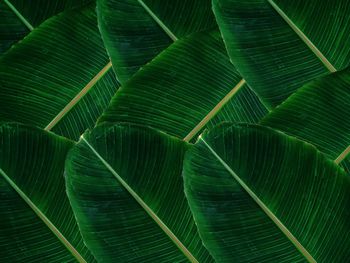 Banana leaf of life
