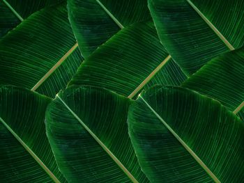 Banana leaf of life