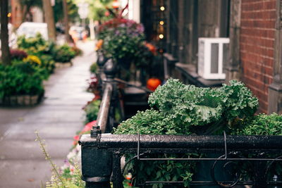 Potted plants growing by building