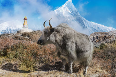 Yak on grass against sky