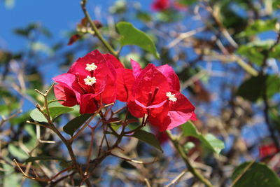 Close-up of red flowers blooming outdoors