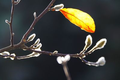Close-up of leaves on branch