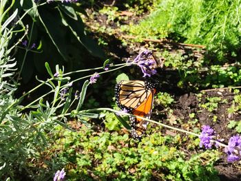 Butterfly perching on flower