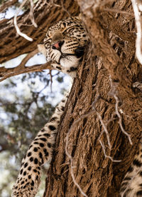 Low angle view of leopard on tree