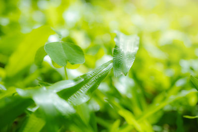 Close-up on a green lawn., the morning sun shining on a green grass natural background texture