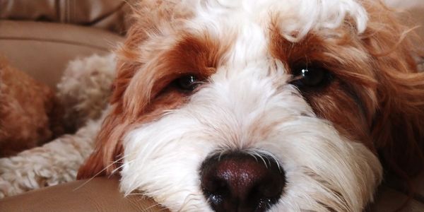 Close-up portrait of dog