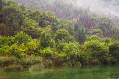 Scenic view of lake in forest