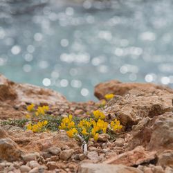 Yellow flowering plants by rocks