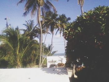 Palm trees against sky