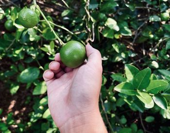 Close-up of hand holding fruit