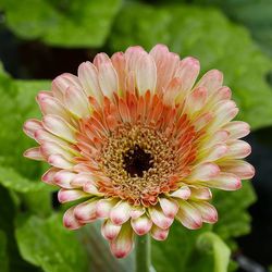 Close-up of flowers blooming outdoors