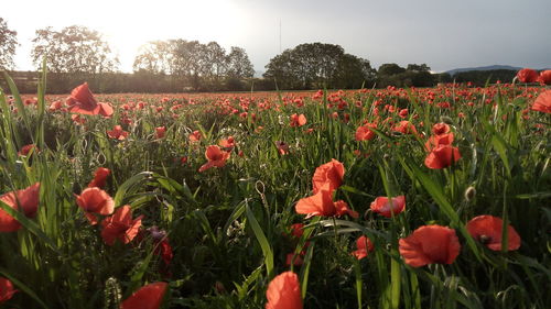 View of flowering plants on field