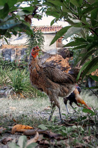 Close-up of hen on a leaf