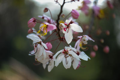 Close-up of pink cherry blossoms in spring