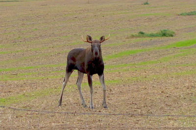 Horses grazing on field