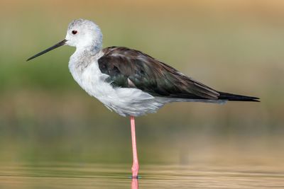 Close-up of bird perching