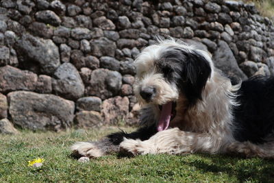 Dog lying down on field