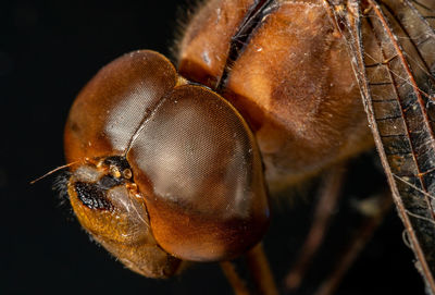 Close-up of insect