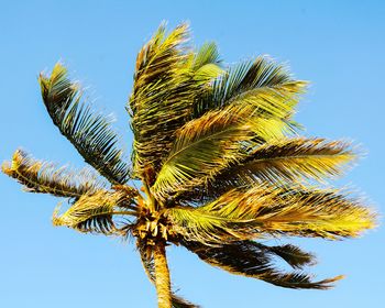 Low angle view of palm tree against clear blue sky