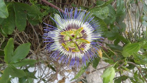 Close-up of purple flowers