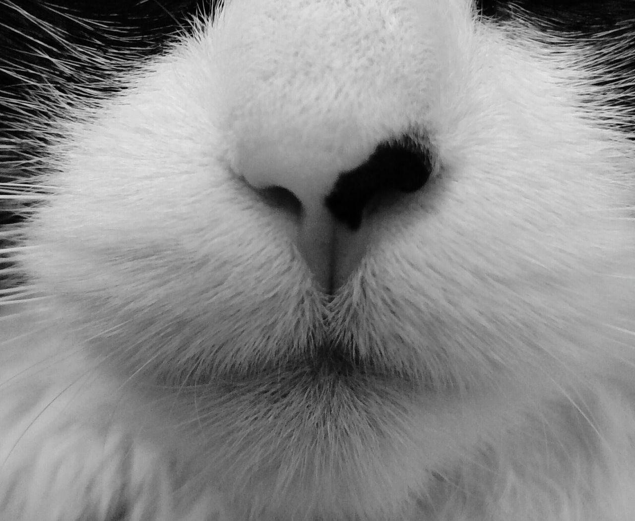 Kittynose