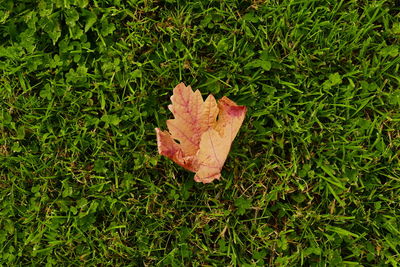 High angle view of maple leaf on field