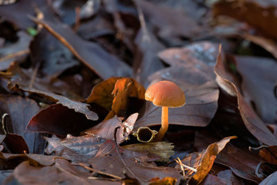 Close-up of mushrooms growing on field during autumn