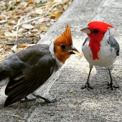 Close-up of birds in nest