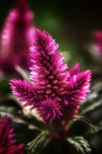 Close-up of fresh purple coneflower blooming outdoors