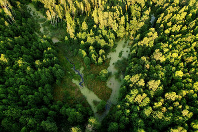 High angle view of trees in forest