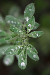 Close-up of raindrops on leaves