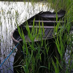 Plants growing on field by lake