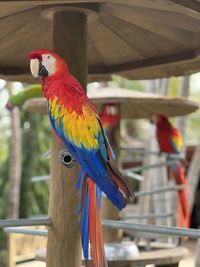 Close-up of parrot