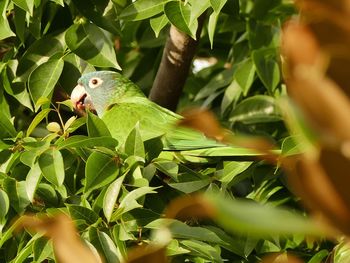 Close-up of bird perching on tree