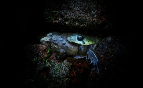 Close-up of turtle in sea