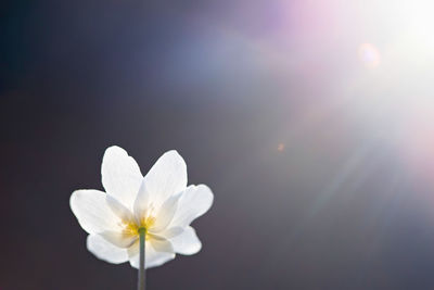 Close-up of white flowering plant