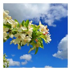 Low angle view of flowers against cloudy sky