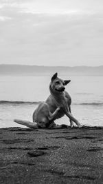 Black and white portrait of a dog scratching itself on the beach