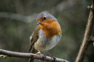 Close-up of bird perching outdoors