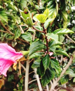 Close-up of pink flower plant