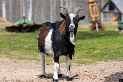 White, brown and black spotted goat in the yard of a farm