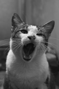 Close-up of cat yawning