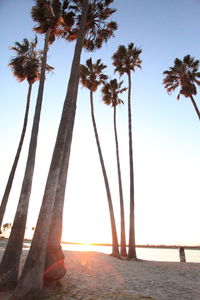 Low angle view of palm trees on beach against clear sky