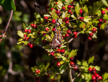 Close-up of red berries