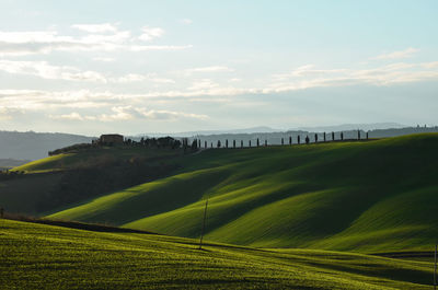 Scenic view of agricultural field against sky