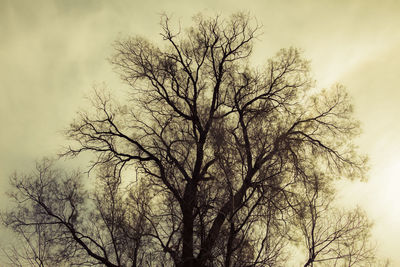 Low angle view of silhouette bare tree against sky