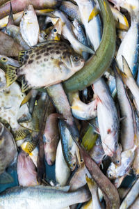 High angle view of fish for sale in market