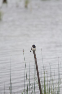 A beautiful grassy lake shore landscape with a barn swallows.